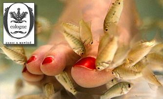 Cologne Spa Koregaon park - Pay Rs 149 for a relaxing fish pedicure worth Rs 500 at Colonge Spa. Let the fishes nibble & tickle away all your dead skin!