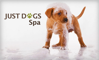 Just Dogs Spa Nehru Nagar - Let your pet Feel The Best! Pay Rs 499 for Dog Grooming, Dematting, Skin, Nail, Oral Care, Tick & Flea Treatment, Massages, Spa, Bathing & Conditioning worth Rs 1000 at Just Dogs Spa.