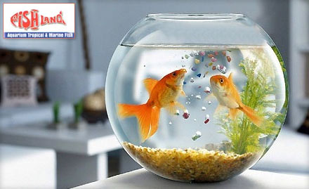 Fish Land Secunderabad - Pay Rs. 249 for an aquarium or bowl with 4 fish and gravel along with fish food and small net worth Rs. 550 at Fish Land.