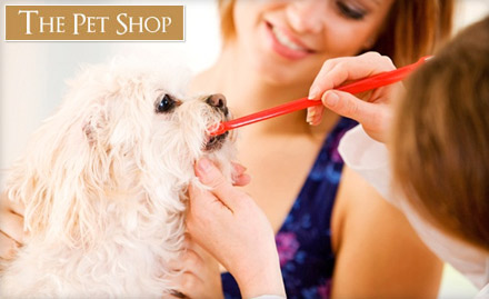 The Pet Shop Jagdeo Path More - Pay Rs. 149 to get General Body Check-Up, Dental Check-Up and more worth Rs. 850 for your dog at The Pet Shop.