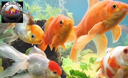 The Ganges Aquarium S K Puri - Pay Rs 249 for glass bowl, pair of gold fish and more worth Rs 500 at The Ganges Aquarium. Also get 20% off on accessories!