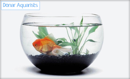 Donor Aquarists Lalkothi - Pay Rs 199 for an 8-inch fish aquarium bowl, 2 pairs of fish, 1 plant, 1-month food, gravel, fish net and anti-chlorine solution worth Rs. 400 at Donar Aquarists.