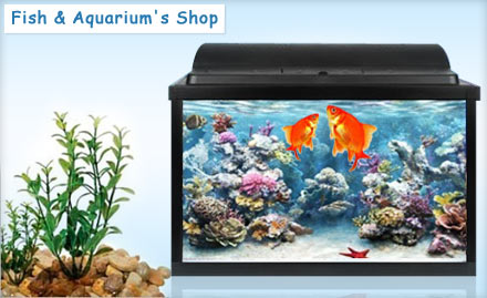 Fish And Aquarium's Shop Sharma Market - Pay Rs. 2399 for 30 inch fish aquarium, 17 fish, 1 month food supply, plants and more worth Rs. 4200 at Fish And Aquarium's Shop. 