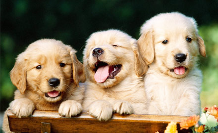 International Dog World Sodala - Adorable ones! 35% off on Puppies at Rs. 49