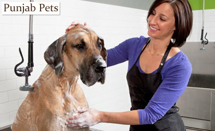 Punjab Pets Chandkheda - Rs 499 for Dog Grooming Services. Pampering Sessions for Your Pet! 