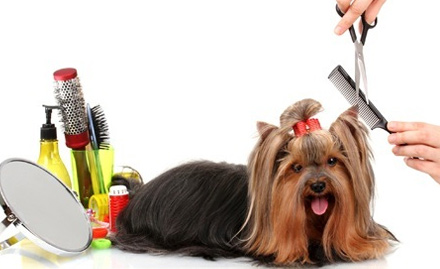 Variety Pet Shop Maninagar - Rs 279 for pet grooming, oral care, tick & flea treatment & more. Just the right way!