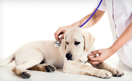Variety Pet Shop Maninagar - Rs 299 for pet grooming, oral care, tick & flea treatment & more. Complete pet care!