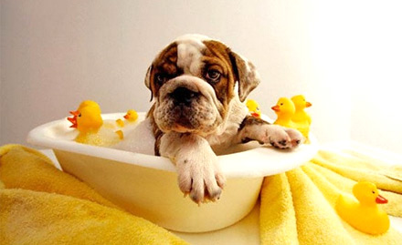 Unique Pets Camac Street - 50% off on puppies at Rs 29. Also get 20% off on pet accessories!