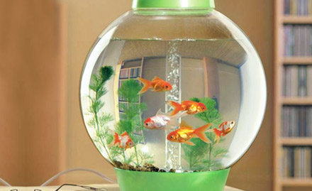 Aqua Beauty Aquarium Anna Nagar - Rs 168 for 10 inch fish bowl, fish food, decorative sand and a pair of gold fish