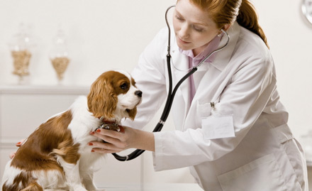 Animal Health Pathology Lab Baguiati - 30% off on pet services