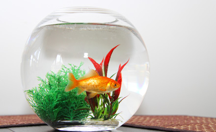 The Ganges Aquarium S K Puri - Rs 319 for 10 inch glass bowl, a pair of goldfish, gravels, a plastic plant and a small fish food packet