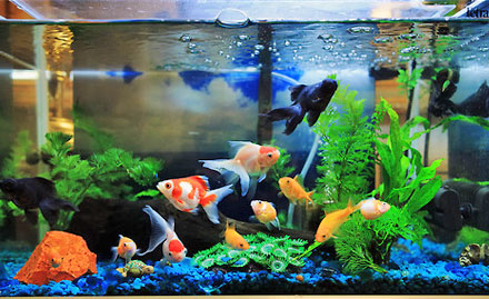 Sri Oscar Aquarium Peelamedu - Pay Rs 469 for a fish tank. Get 1 pair of Gold fish, 1 fish net, 1 packet of fish food and more!