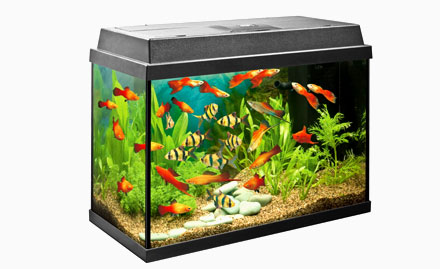 Empire Pet World Gandhi Nagar - Rs 409 for fish aquarium, gold fish & fish food. Bring home some finned friends!