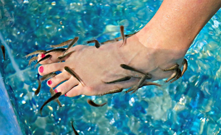 Pedifish Chembur East - Pay just Rs 870 for foot massage & fish spa! 